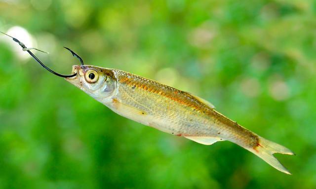 饵料|老铁跟我说，夏季夜钓比白天强，这几点足以说明---皇禾渔具