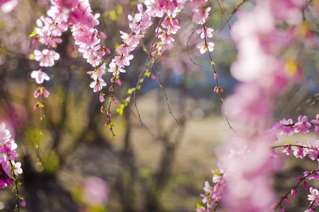 属马▲下周：财神驾到、桃花结缘！5月双喜临门，大运、大财躲不掉，一声不响成富翁
