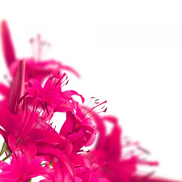 生肖|7月到，桃花满天飞，月老亲自来赐姻缘，拥有甜蜜幸福的4大生肖