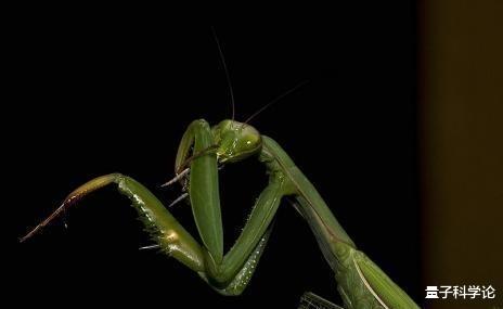 后代■雌螳螂吃夫时，雄螳螂为什么不逃跑？而最后得益的还是雄螳螂