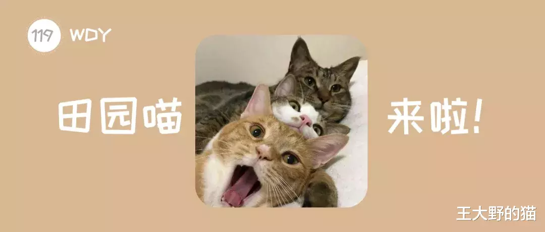 橘猫和黑猫到底是什么品种？关于中华田园猫，那些你不知道的秘密