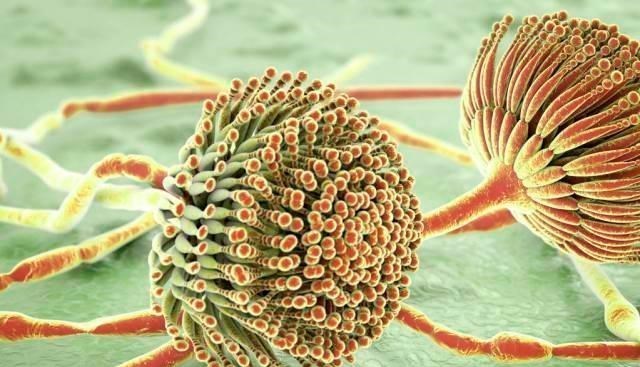 肝脏|43岁男子腹部肿大，确诊肝硬化，医生提醒：这1水果或是“祸首”