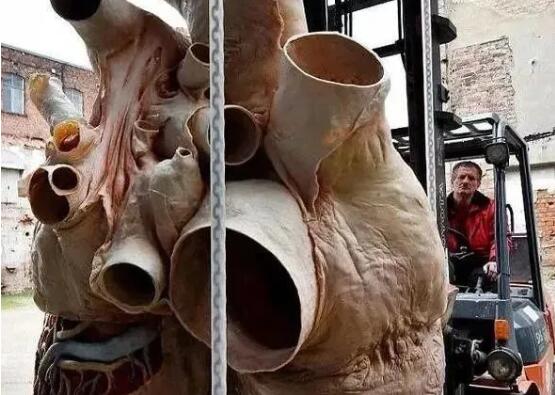 【鲸鱼】一条鲸鱼的心脏有多大？了解真相后，网友大开眼界