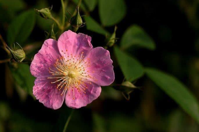 生肖▲6月中旬开始事业一路大发，运势接连不断，财运兴隆的四大生肖