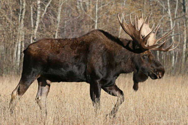 驼鹿|大兴安岭发现大型野兽,体重1吨比犀牛还高,唯一的天敌就是狼群