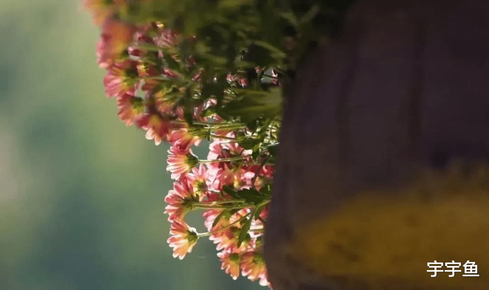 运势|9月财运大涨，4生肖运势上上签，事业水涨船高，咸鱼翻身人上人