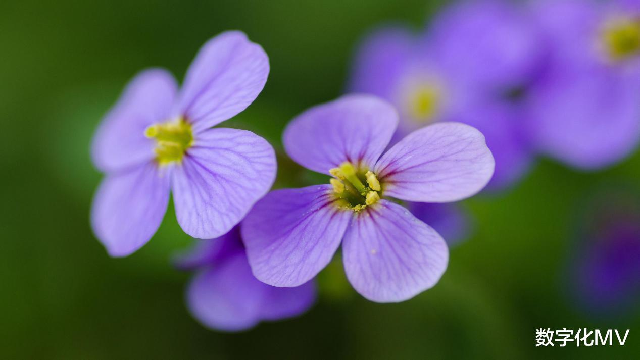 生肖|接喜:3大生肖将迎来“大富大贵之兆”,财源滚滚,诸事皆顺