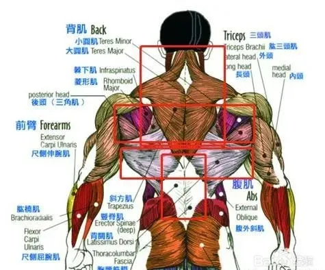 「」打破传统的背部训练套路，6个分区，3种动作模式，打造完美背部！