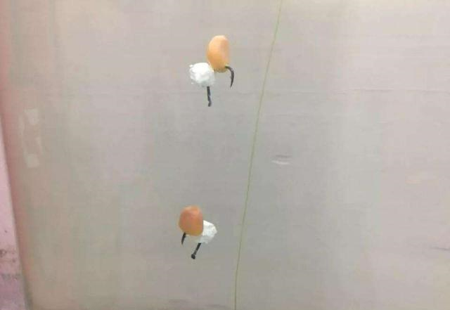 四川省|什么是反向离底钓?虽不常用,但钓鱼效果好