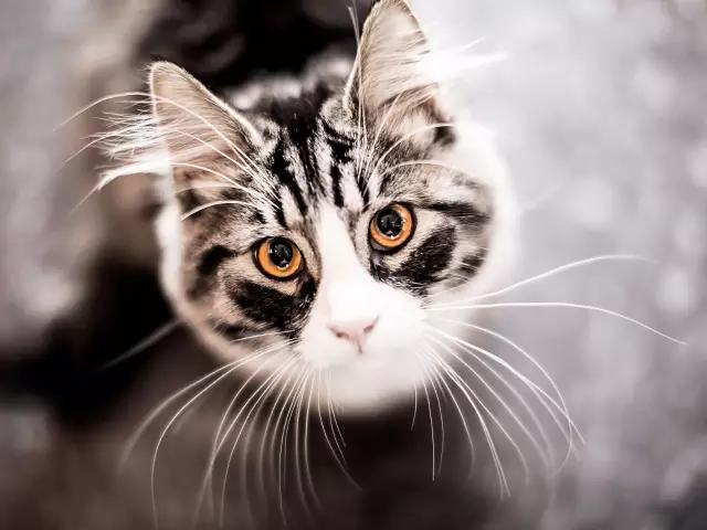 喵星人需要闺蜜、哥们、基友这些小伙伴吗？