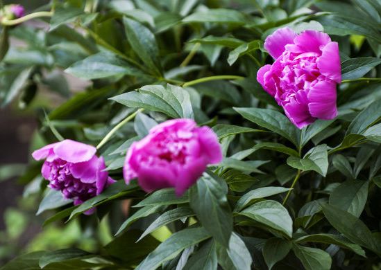 『霉运』4月好运来，横财到，事业一帆风顺，4属相霉运一扫而光