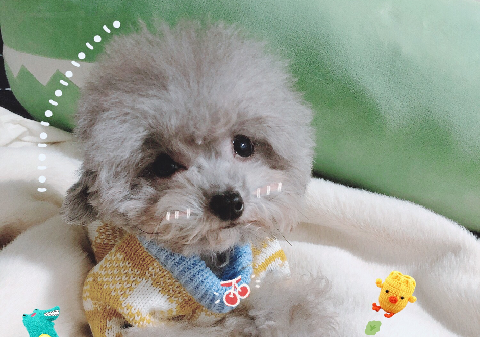 家里泰迪屁股上掉毛是怎么回事？