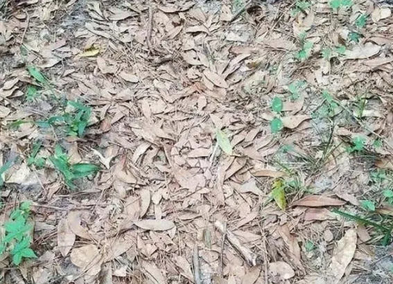 毒蛇|这片枯叶中实际上隐藏着一条毒蛇,你能看透它的伪装吗?