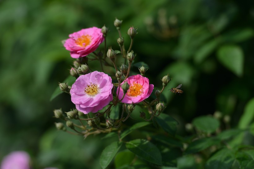 #生肖#7月初期间，桃花盛开，姻缘天定，爱情来到身边的四大生肖