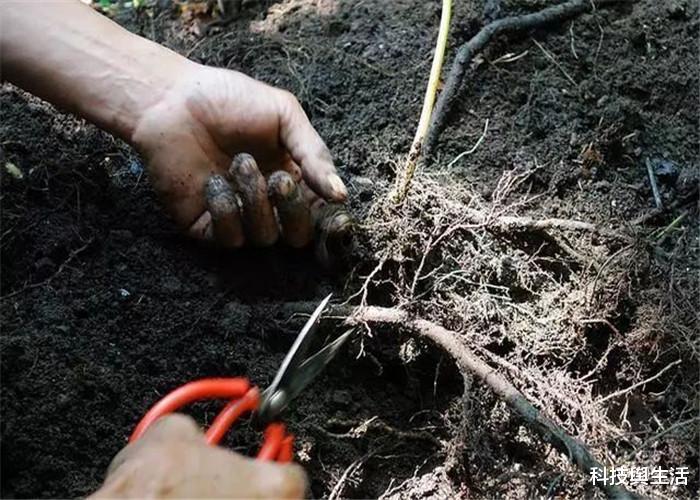 人参：传说“千年人参会跑”，究竟是怎么跑的？老人告知背后原因！