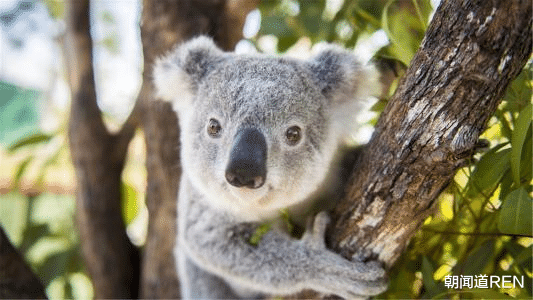 联名要求考拉迁入新西兰，相法过于简单，利大于弊