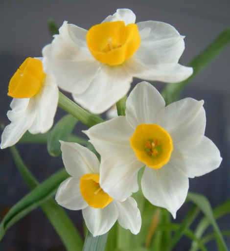 「属鼠」到了4月，4属相喜事多多，好消息不断，生活变得顺心如意