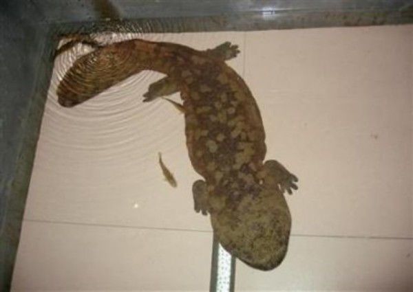 恐龙|不要再把这些水族宠物,当成什么恐龙或者娃娃鱼了,不是一个物种