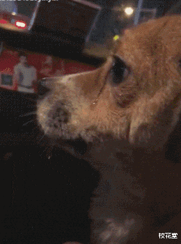 |妹子，你们头上戴着钢丝球在哪买的？哈哈