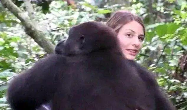 人工授精|丧心病狂的人猿杂交实验