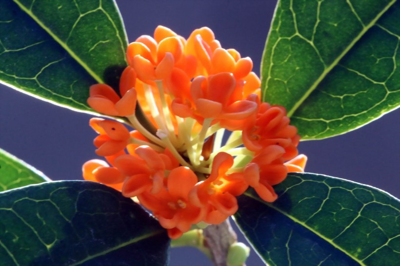 『生肖』7月上旬，姻缘向好，将与真爱牵手的，愿余生不负卿的四大生肖