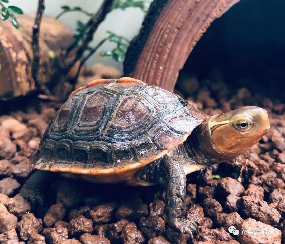 龟的嘴巴，你仔细研究过了吗？