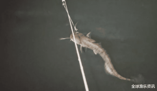 【】独特钓法引众怒，一晚收获几十条，大妈破口大骂：鱼都钓光了