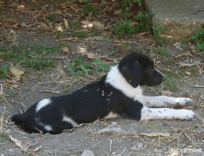 狗狗走失后又组建了家庭，孩子刚出生不久，它的“伴侣”便被抓走
