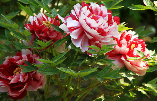 「属兔」最狠心,最冷酷无情,翻脸不认人的三大生肖女,别惹,你会哭