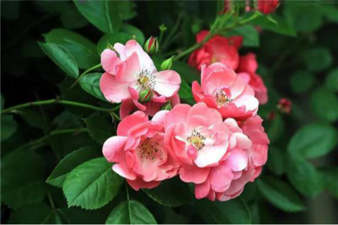 巨蟹座|八月过后跌跌撞撞，此生相伴，三星座破镜重圆，再续前缘，相守到老