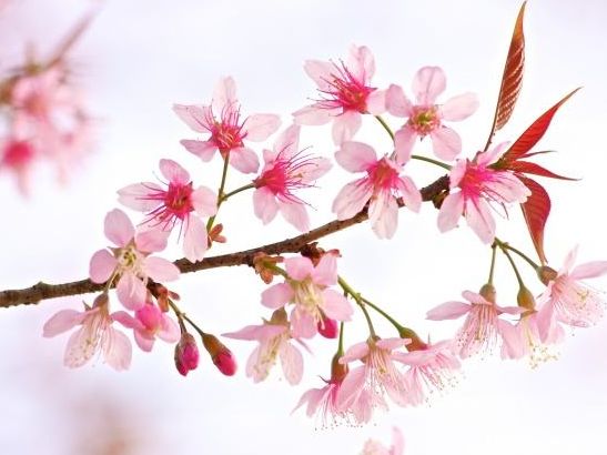 2020年事业步步高升，财源广进，富贵多金，大展宏图的3生肖