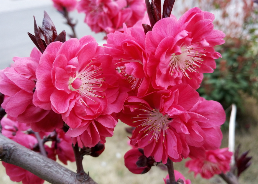 「生肖」天生有横财运，最易中大奖的3大生肖