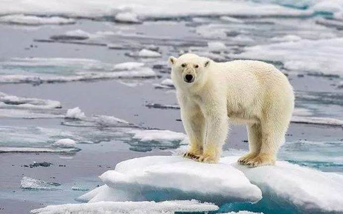 全球变暖|地球危险了？小冰河期即将到来，全球变暖转成全球变冷？
