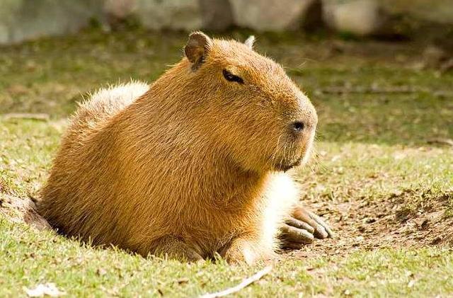 非洲:世界动物之最-高清版(2)