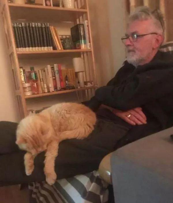 老友摔伤需要复健，橘猫紧紧跟随陪伴，超暖心！