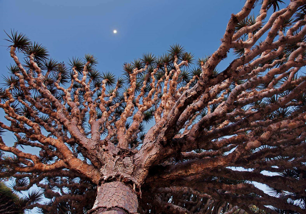 「阿拉伯」藏在地球的“外星岛”：90%的动物是岛上独有，与世隔绝1800万年