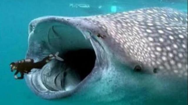 鲸鱼|人被鲸鱼吞掉后，还有生还的机会吗？进鲸鱼肚子里看看就知道了