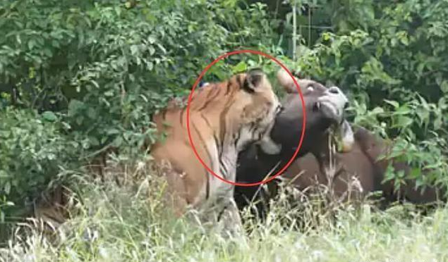 老虎|如果猫的体积和老虎一样大，猫能秒杀老虎吗？