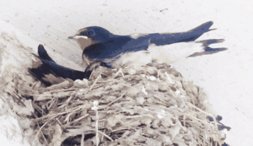 燕子▲为何鸟类中只有燕子不害怕人类, 敢在人类的地盘筑巢? 涨知识了