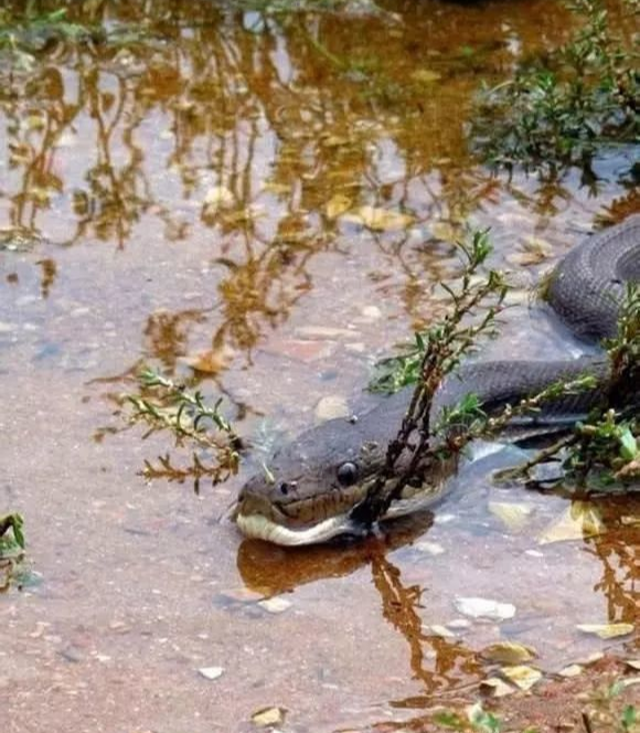「蟒蛇」当蟒蛇跟鳄鱼狭路相逢，一言不合就开打，结局有些出乎意料！