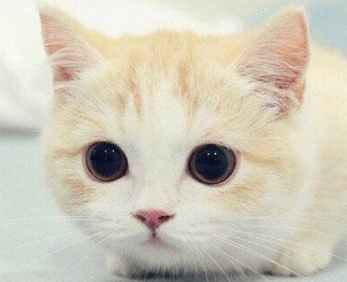 当猫妈妈生产时，我们建议您做到以下几点，一定要保持镇静，要有耐心！