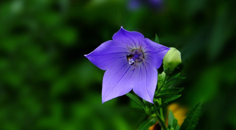 生肖▲7月开始，好运来临，姻缘得到，喜遇真爱坠入爱情的四大生肖