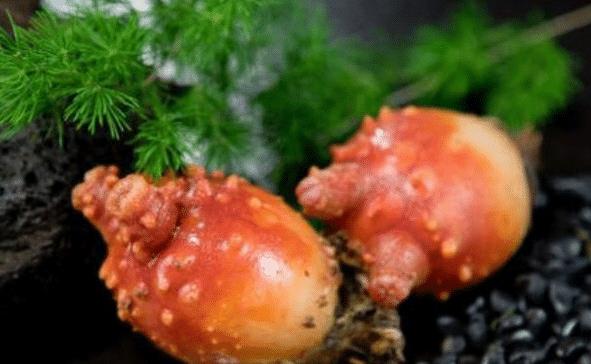 []世界上最蠢的动物，丢掉自己的器官，化身植物供人食用