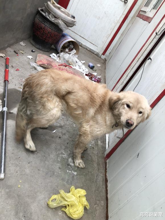 金毛被拴在家里，它很愤怒，结果周围的东西全部咬坏了