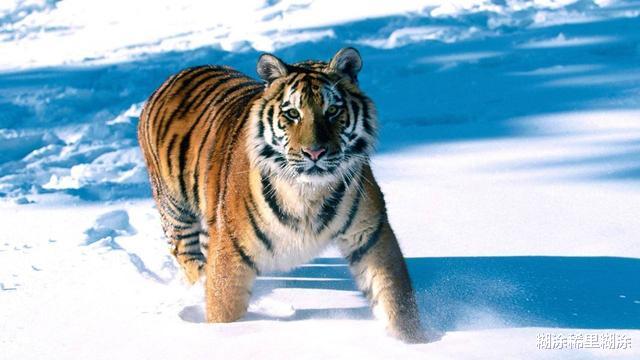 「老虎」为何说“虎生三子,必有一彪”?来看看,彪到底是种怎样的存在