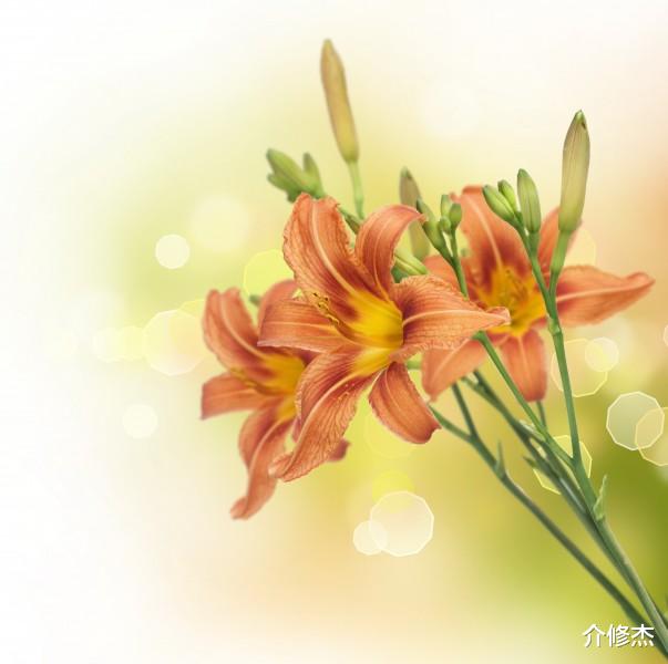 「生肖」具有恋爱天分，桃花朵朵开，魅力无限，异性缘太旺的4大生肖