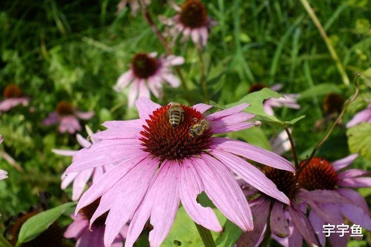 属鼠|9月开始横财入账，事业红火，光宗耀祖的四大属相