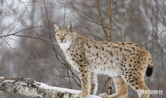 [猞猁]猞猁真的是狼的天敌吗？为什么？