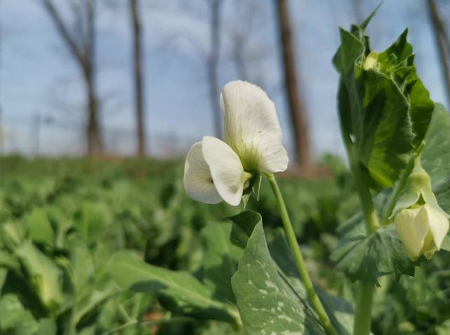 『生肖』3月底开始，运势四面红火，3生肖遇见贵人、抓住商机，收入优渥！