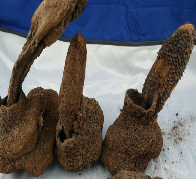 上好的“补肾野草”，简直浑身是宝，男性的良药，女性的最爱